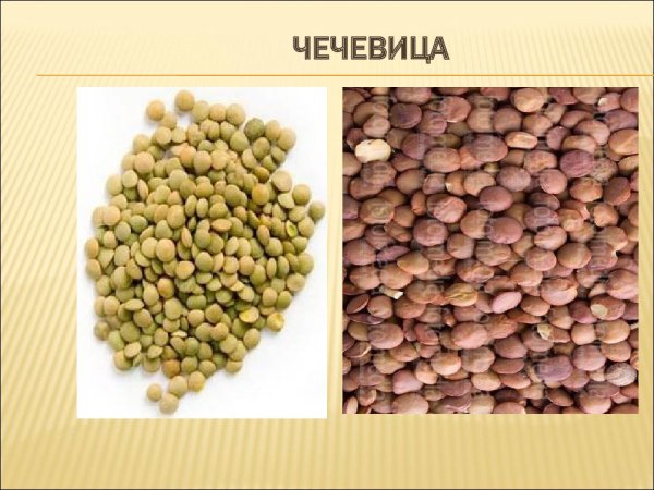 Строение чечевицы