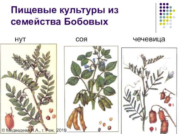 Нут семейство бобовых