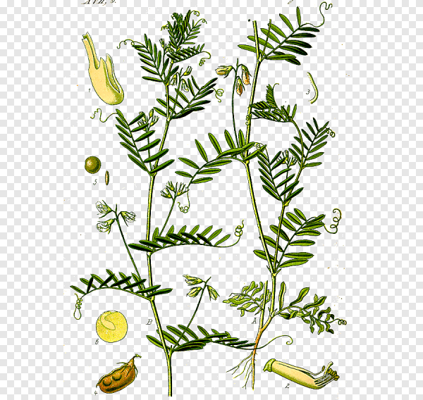 Чечевица строение растения