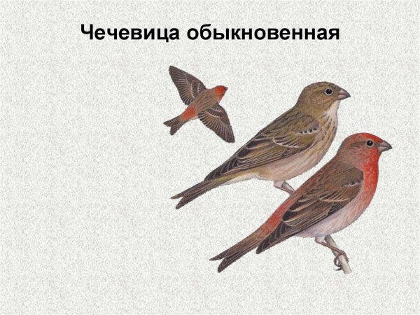 Птица чечевица обыкновенная самка