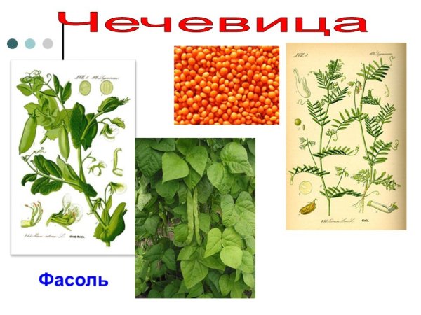 Чечевица строение растения