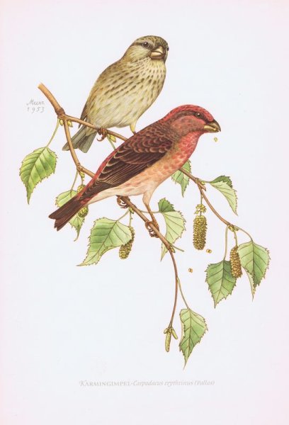 Птица чечевица зарисовки