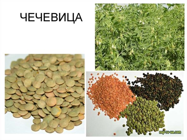 Чечевица презентация