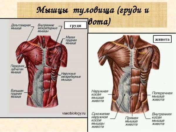 Мышцы грудного отдела спереди