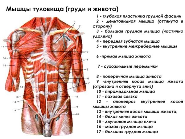 Мышцы туловища спереди схема