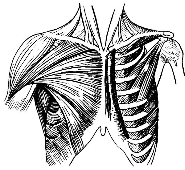 Transversus Thoracis мышца