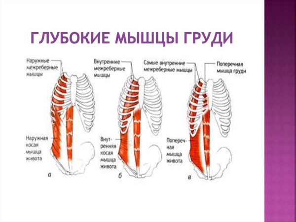 Мышцы груди глубокий слой анатомия