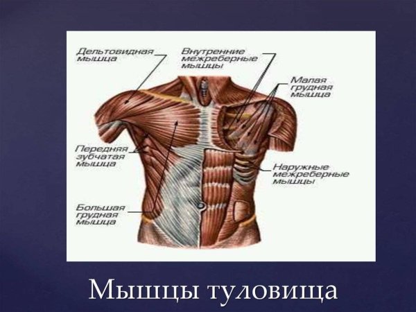 Поверхностные мышцы груди