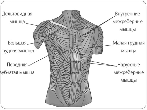 Поверхностные мышцы грудной клетки анатомия