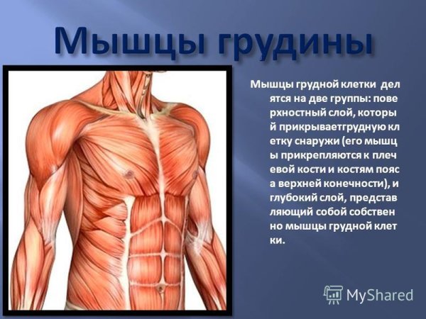 Строение мышц грудной клетки