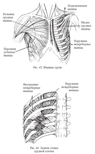 Мышцы сбоку грудной клетки