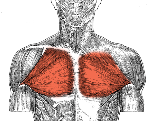 Pectoralis Major мышца