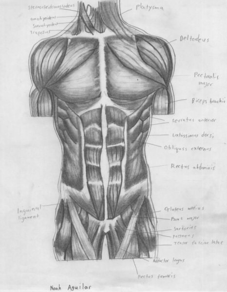 Мышцы туловища анатомия