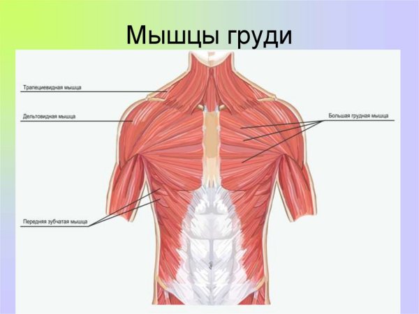 Строение грудной клетки человека анатомия мышцы