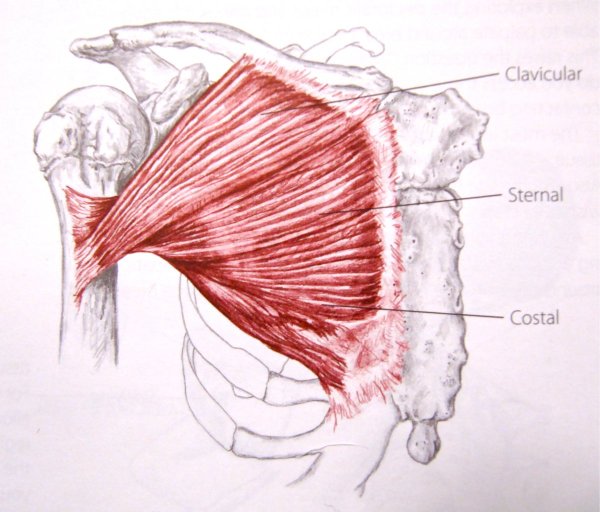 Pectoralis Major анатомия