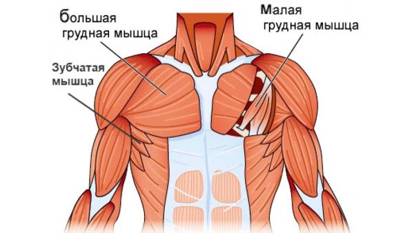 Мышцы грудины анатомия