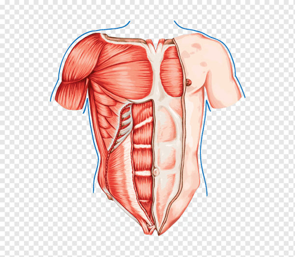 Мышцы грудины человека