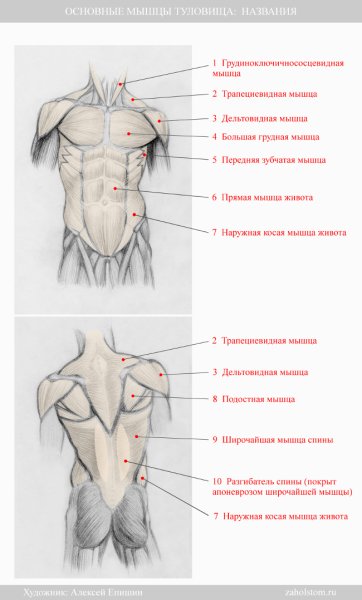 Мышцы живота схема с названиями