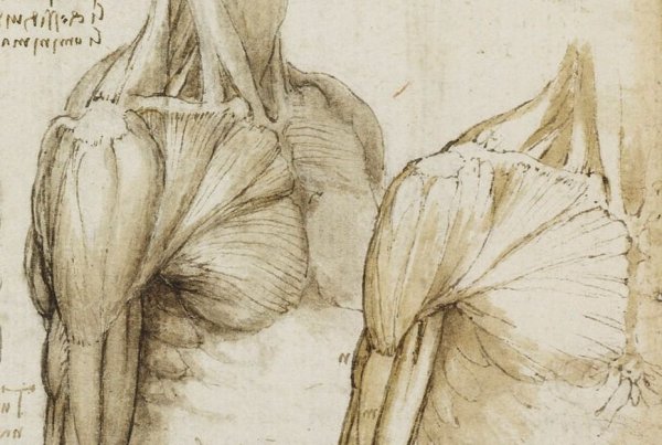 Пластическая анатомия дельтовидная мышца