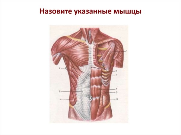Мышцы туловища спереди мышца