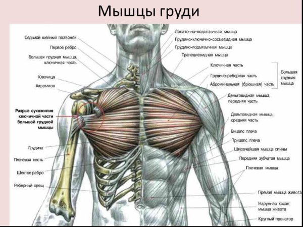 Анатомия строения мышц грудной клетки