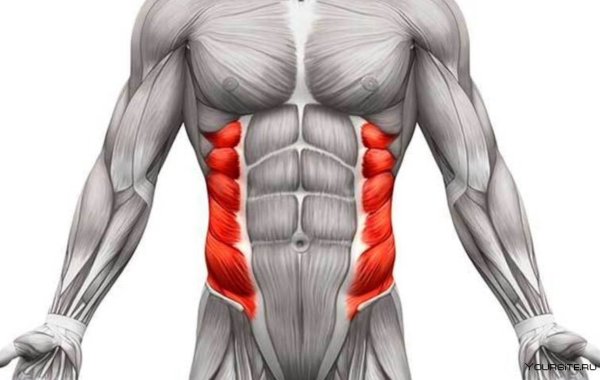 Косая мышца живота анатомия