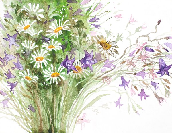 Полевые цветы цветными карандашами