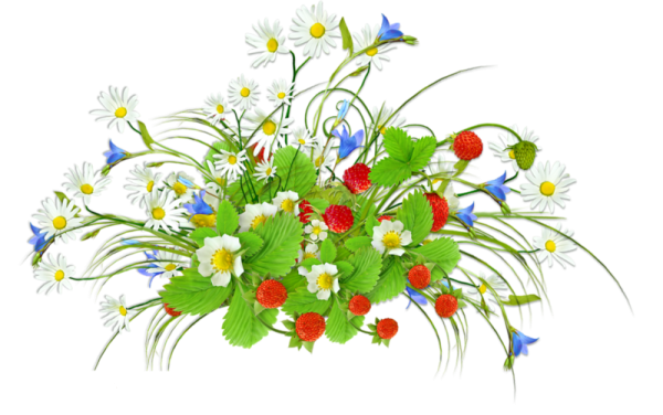 Летние цветы на прозрачном фоне