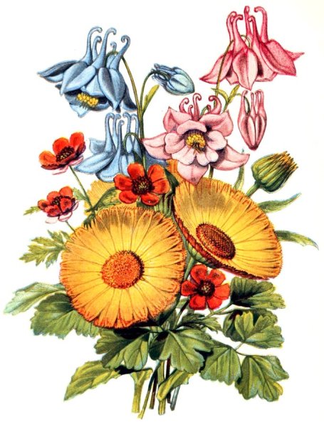 Цветы иллюстрация