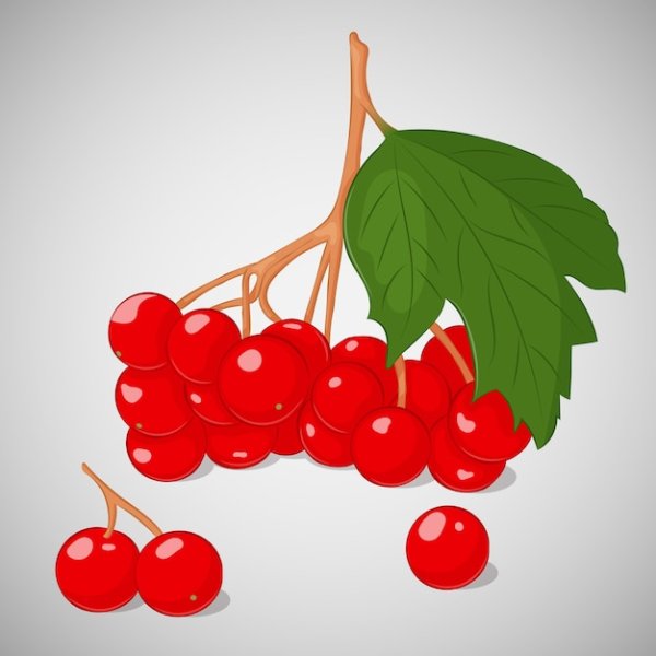 Ягода Калина вектор