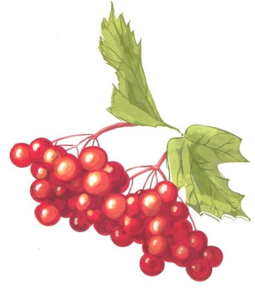 Ветка калины