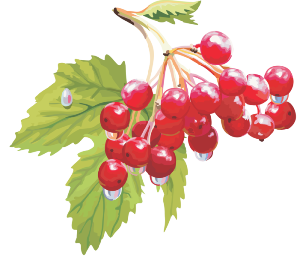 Ветка калины