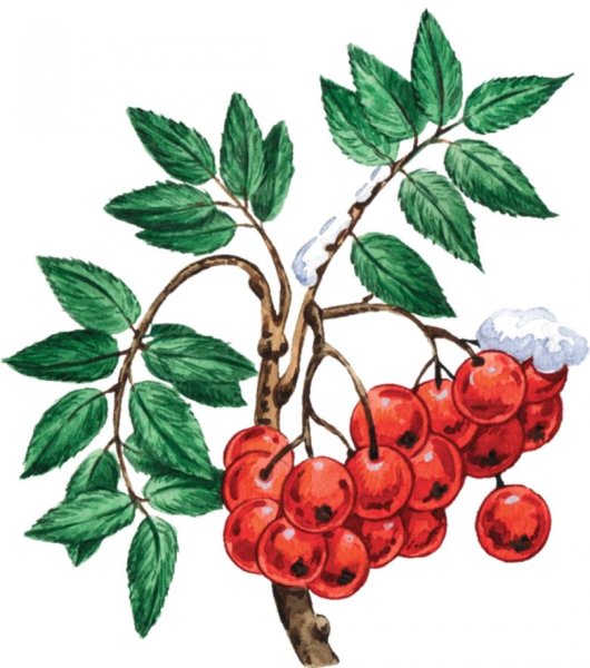 Кисть рябины