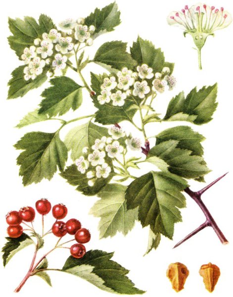 Боярышник кроваво-красный Фармакогнозия