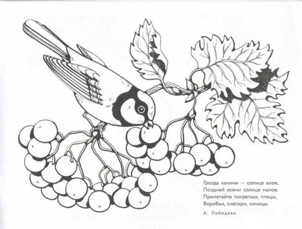 Калина раскраска