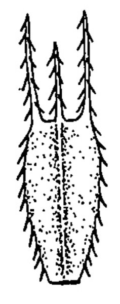 Строение плодов репейника