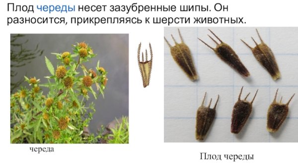 Строение плода клена