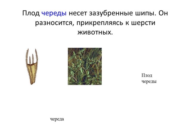 Строение плодов репейника