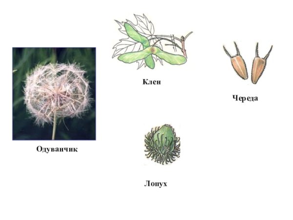 Строение плодов репейника