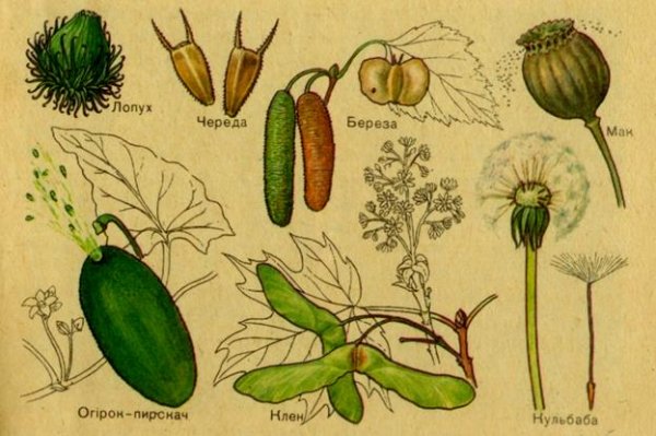 Строение плодов лопуха