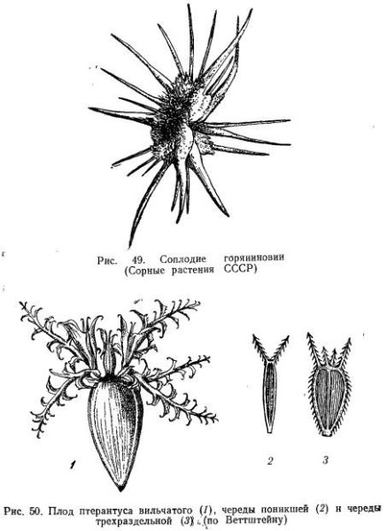Плоды череды