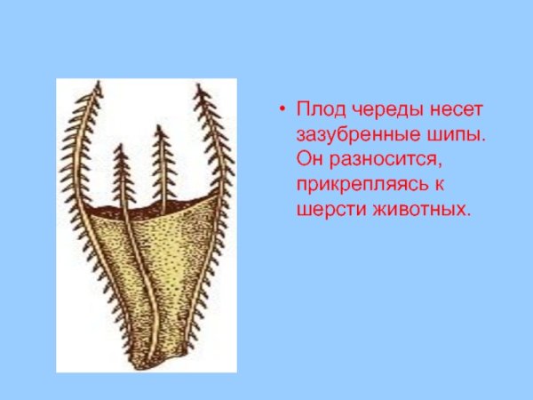 Строение плодов лопуха