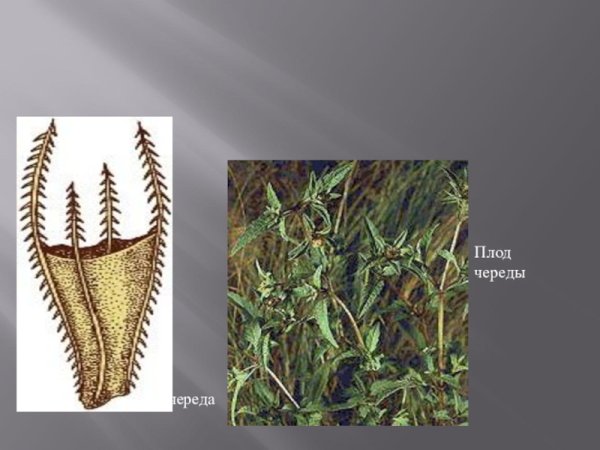 Способ распространения репейника