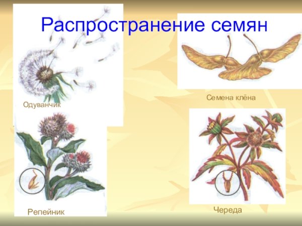 Строение плода репейника