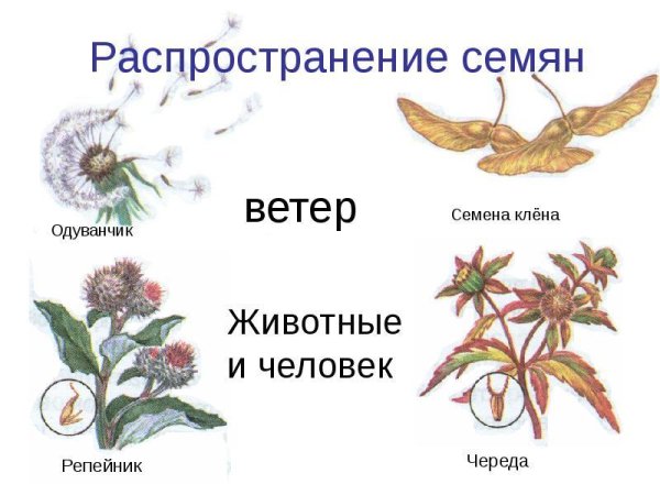 Строение плодов репейника