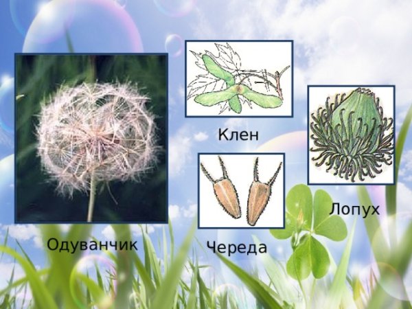 Репейник плоды и семена