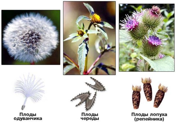 Строение плодов репейника