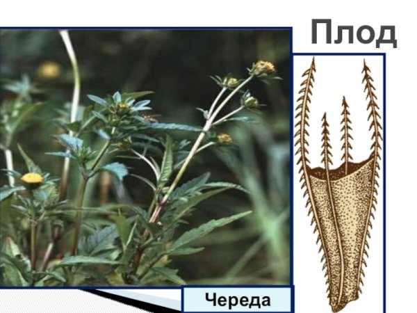 Плоды череды
