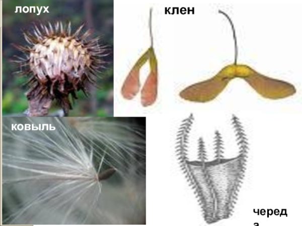 Приспособленность к распространению плодов и семян лопух