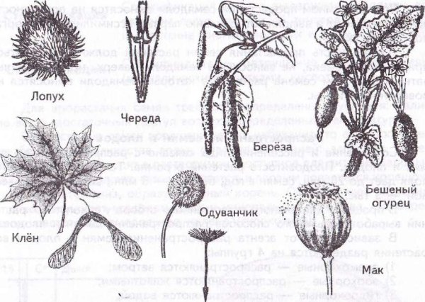 Череда трехраздельная формула цветка